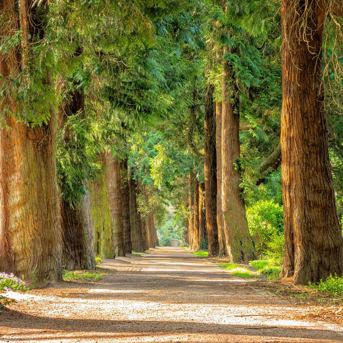 Waldweg