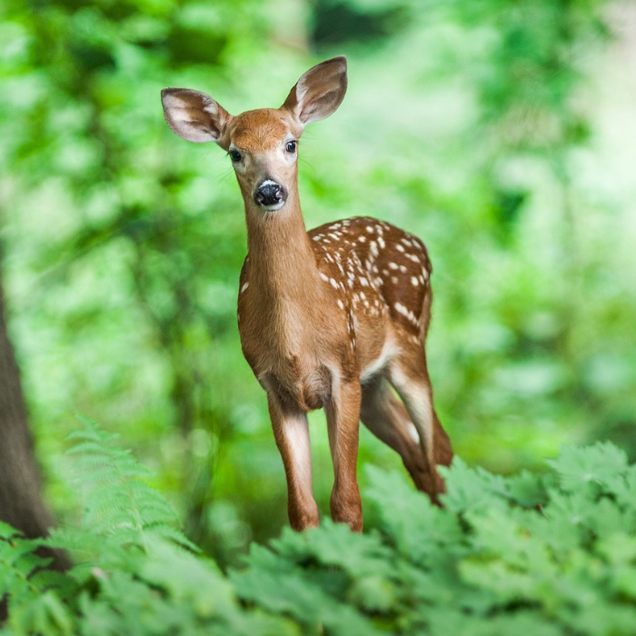 Biologische Vielfalt im Wald