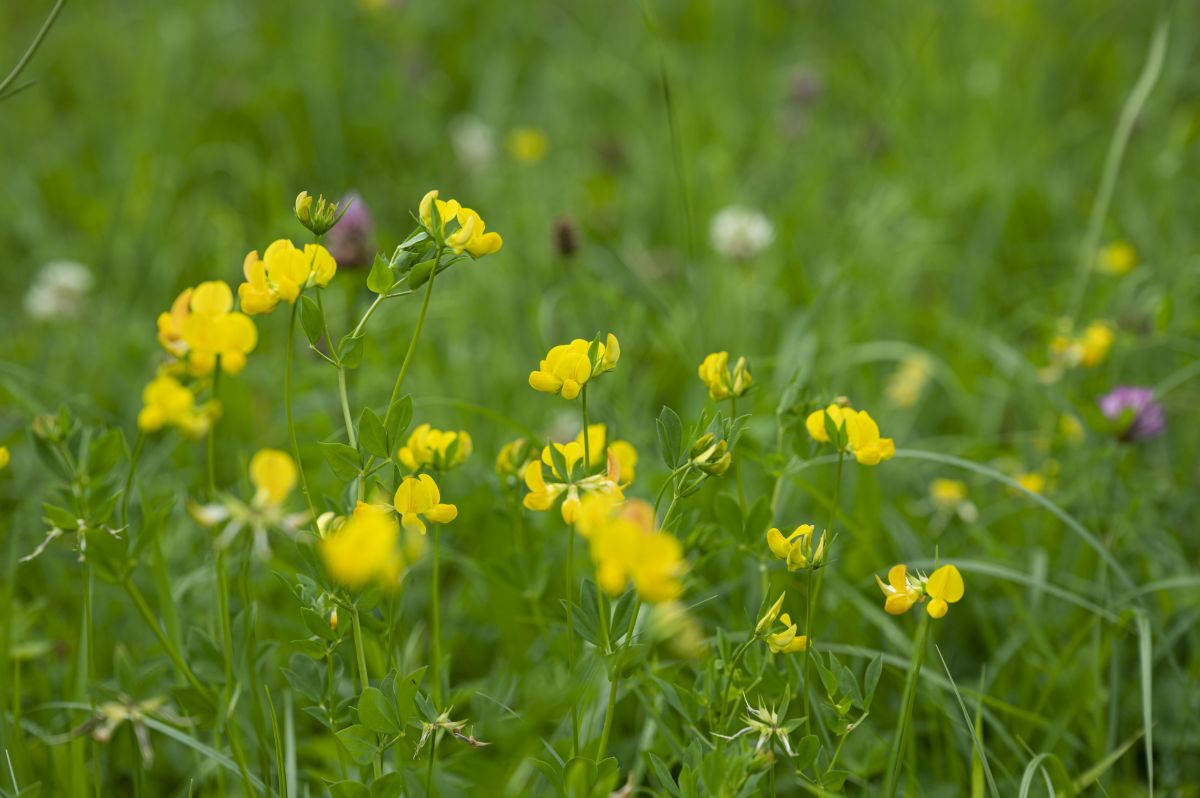 Wildblumenwiese